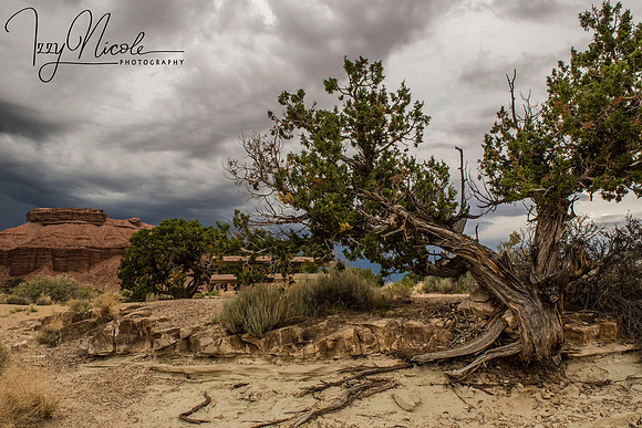 treescape watermarked