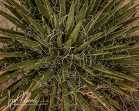 cactus watermarked