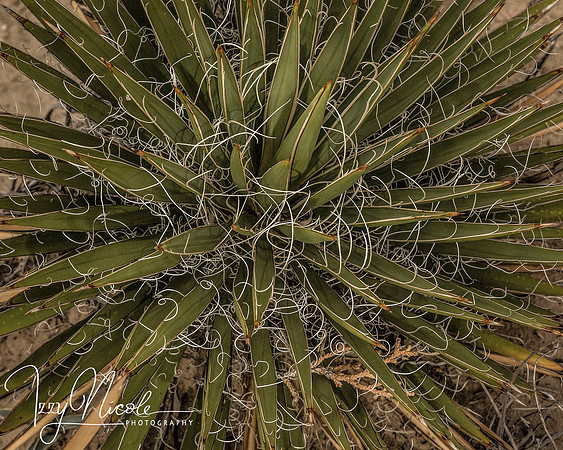 cactus watermarked