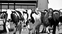 DSC_7872 edited bw