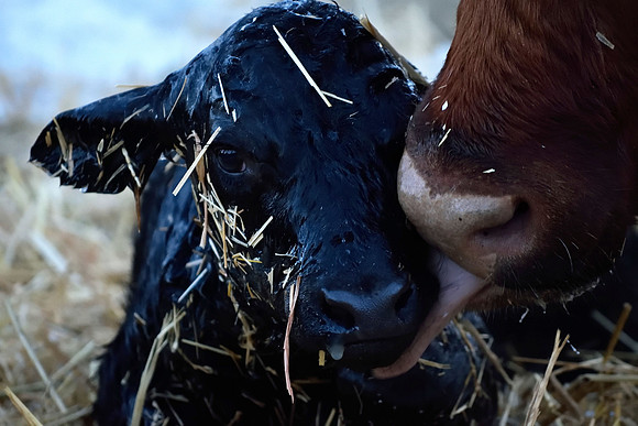 cow licking calf (1)