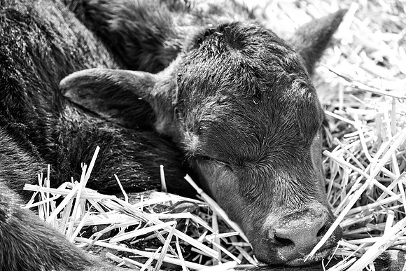 DSC_9895 edited bw