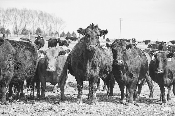 DSC_0402 edited bw