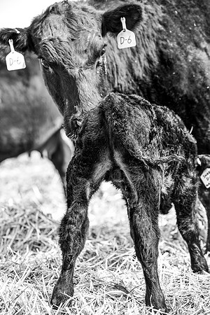 DSC_0435 edited bw