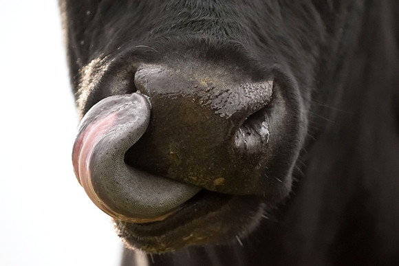 cow lick without watermark