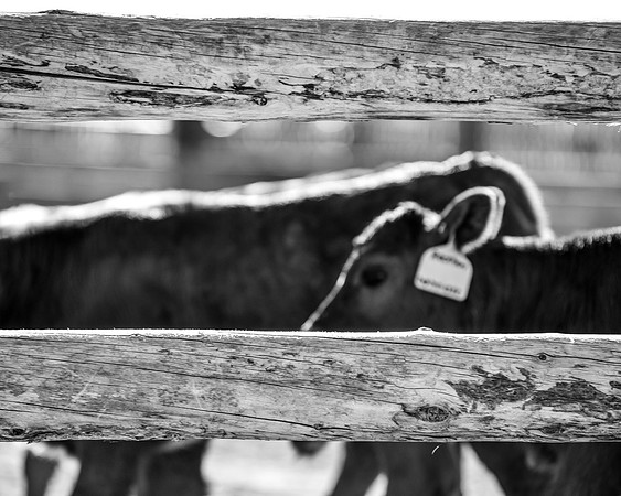DSC_7414 edited