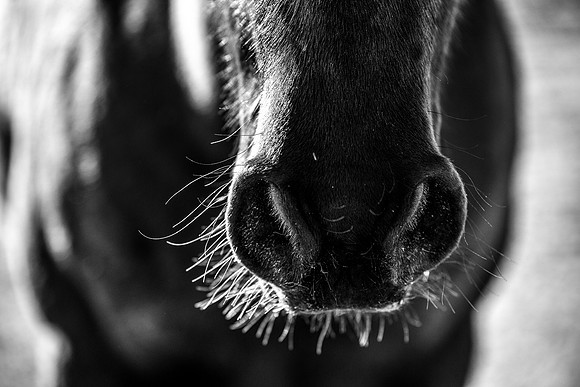 DSC_7409 edited bw