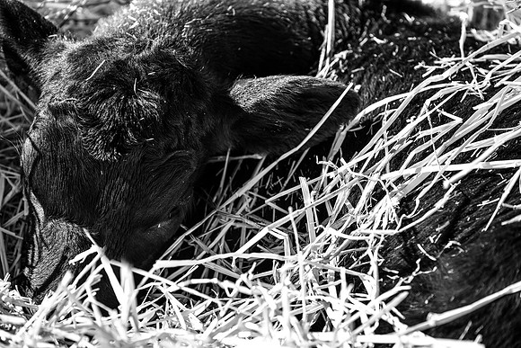 DSC_7023 edited
