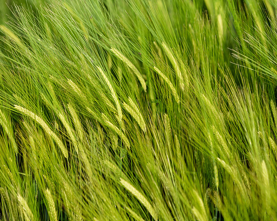 DSC_2492 edited