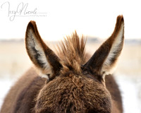 DSC_9978 edited watermarked