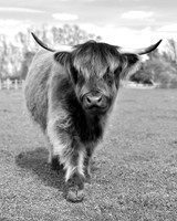 DSC_2393 edited bw