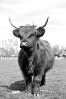 DSC_2075 bw