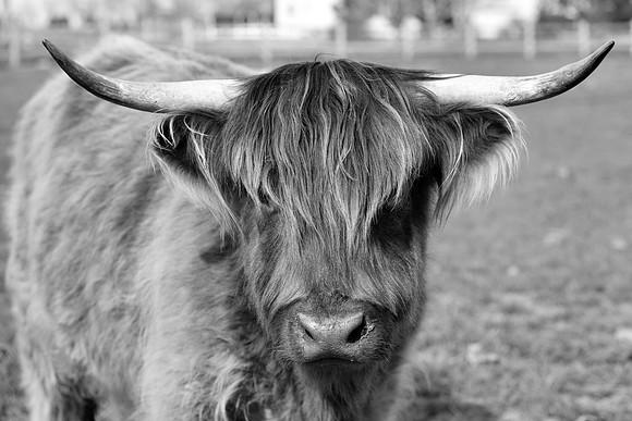DSC_1967 edited bw