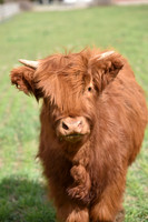 Highland