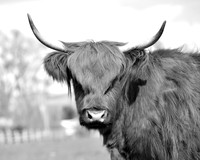 DSC_2025 bw