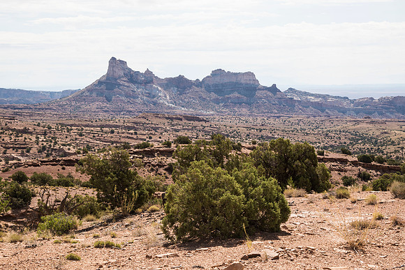 sage brush