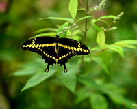 Nature/Wildlife