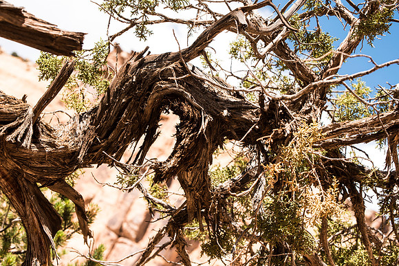 sage brush bush