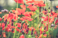 DSC_0269 edited vintage fadew