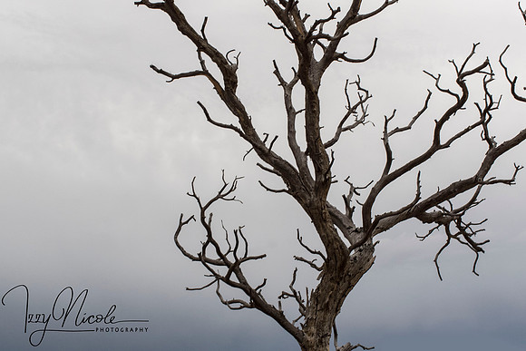 tree watermarked